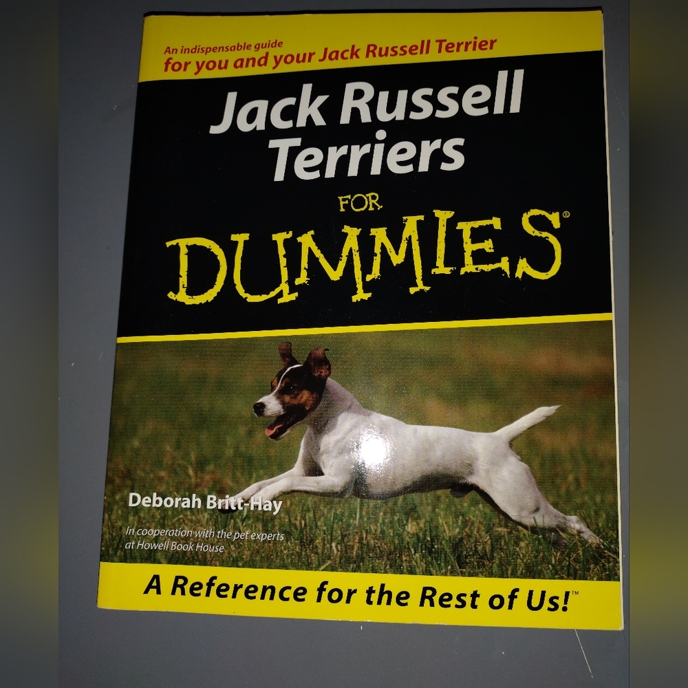 Jack Russell - Picture 4 of 4